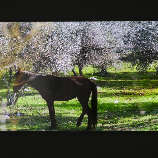 A video still shows a horse standing in a field of green grass, trees are behind it