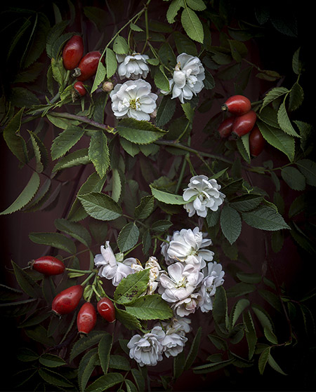 Sweetheart Roses with rose hips, 2023